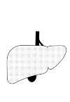 Schematic representation of the liver